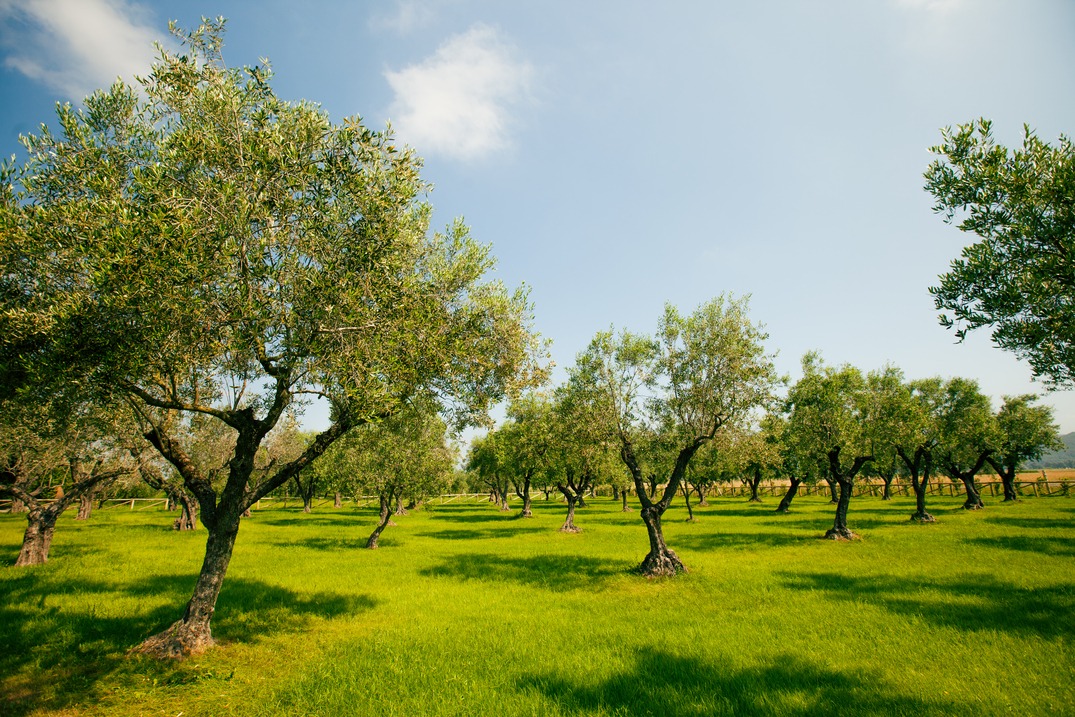 It is now possible to manage olive fruit flies and reduce damage to olive groves. A partnership between the SALOV Group and CNR-EBE has discovered a system capable of helping to defend olive trees from fruit flies, simplifying and safeguarding the work of farmers in the field.